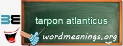 WordMeaning blackboard for tarpon atlanticus